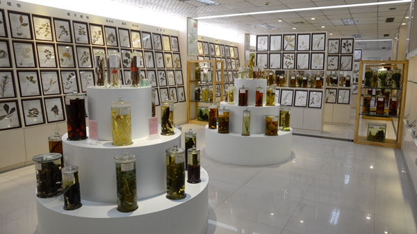 秦岭植物标本陈列室与金银制品 自然与工艺的交响